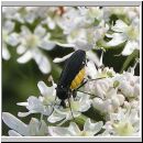 Sciara analis - Trauermuecke 01.jpg